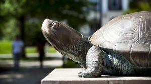 University of Maryland, UMD, Testudo